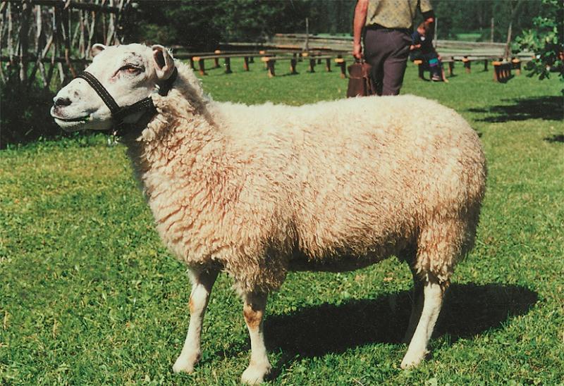 File:eesti valgepealine lammas.jpg